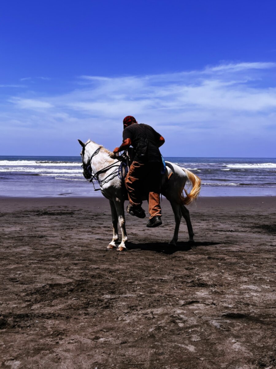 Beach Horse 900