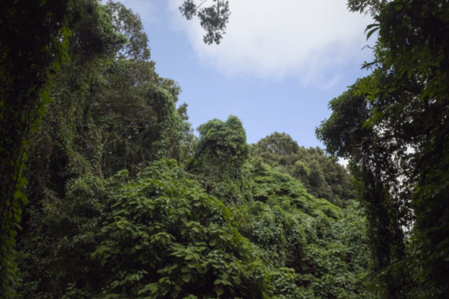 Forest 900