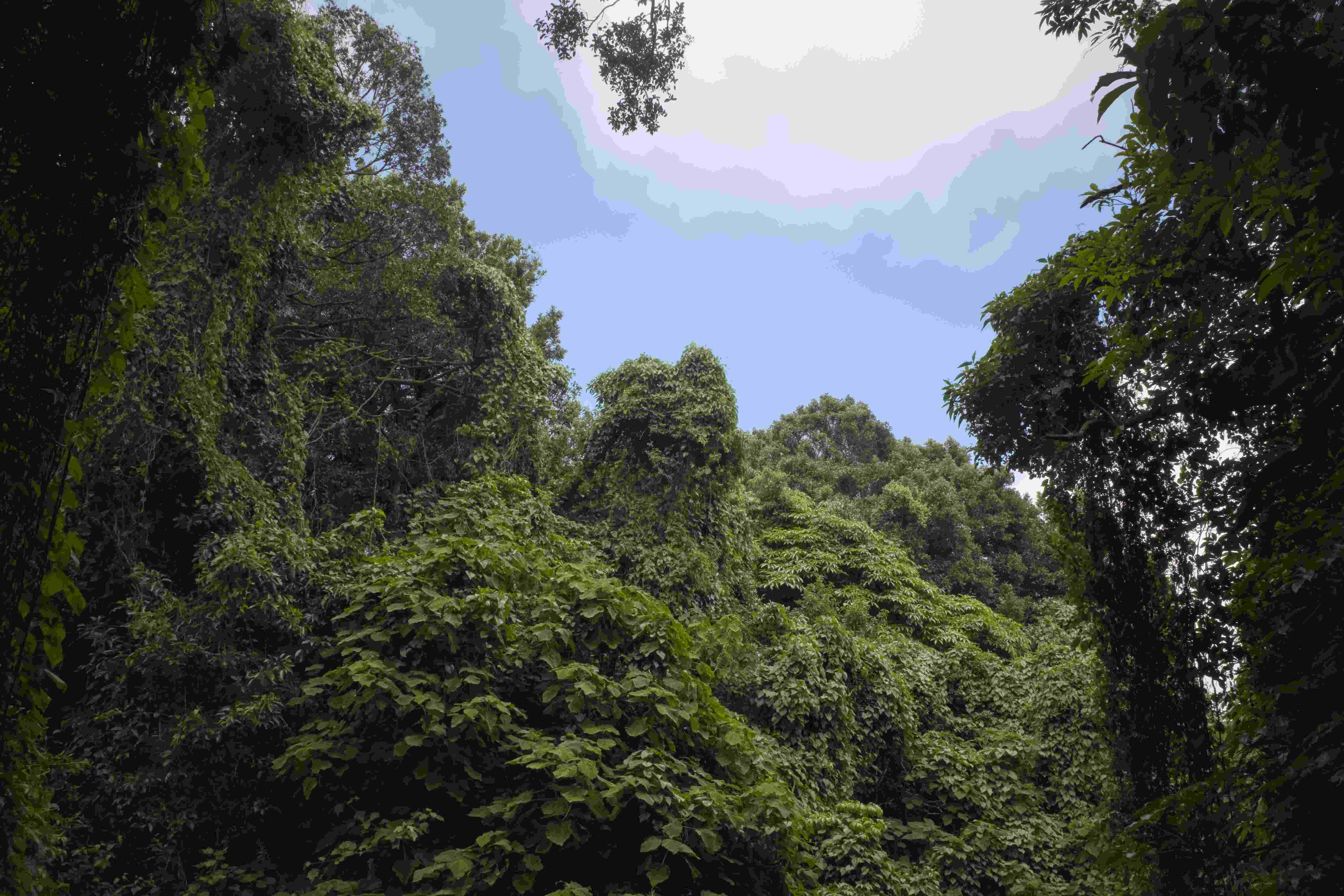 Forest Default